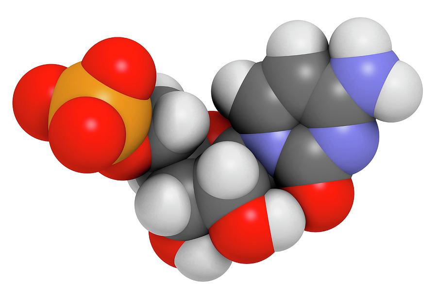 cytidine monophosphate