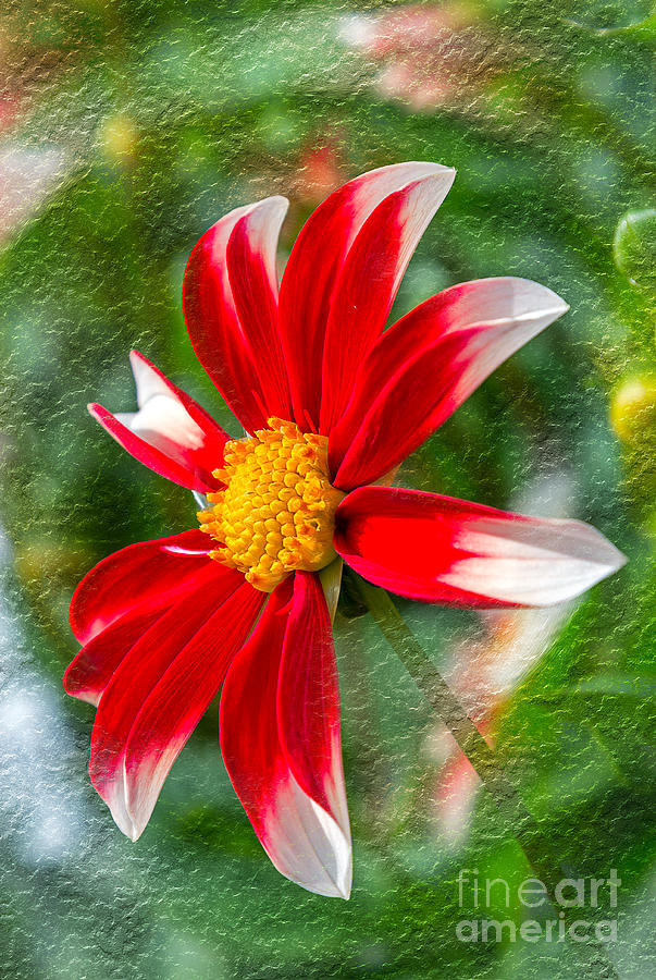 Dahlia #1 Photograph by Bernd Laeschke