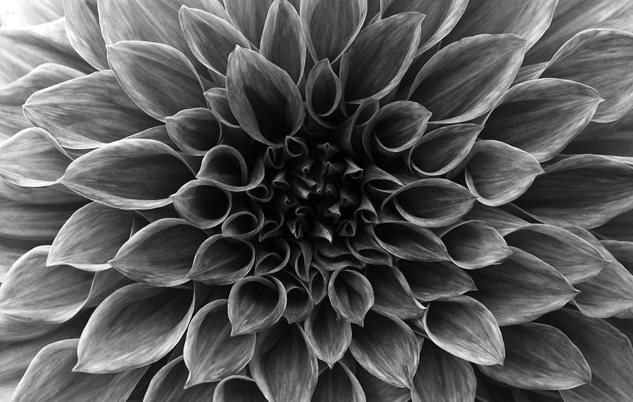 Dahlia flower #4 Photograph by Sumit Mehndiratta