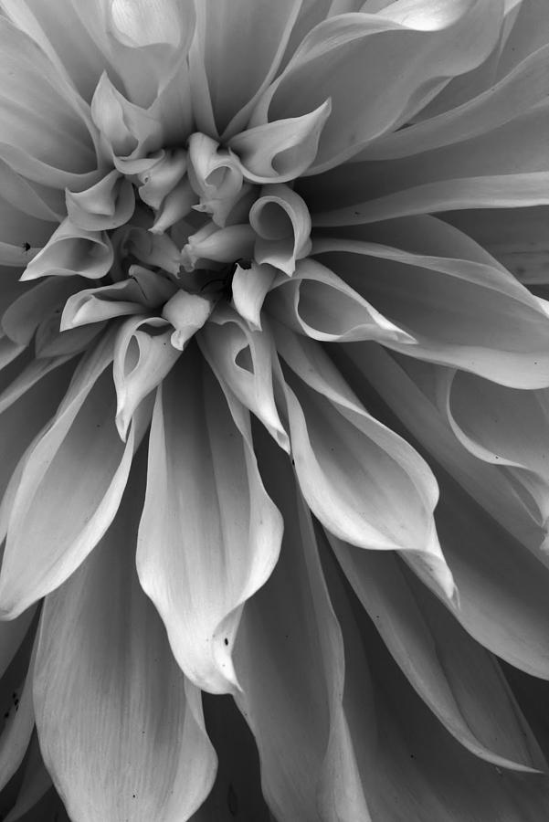 Dahlia in Black and White #4 Photograph by Bruce Bley