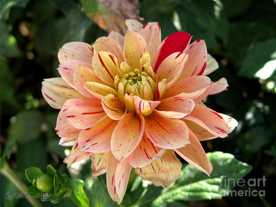 Dahlia named Freckle Face #2 Photograph by J McCombie