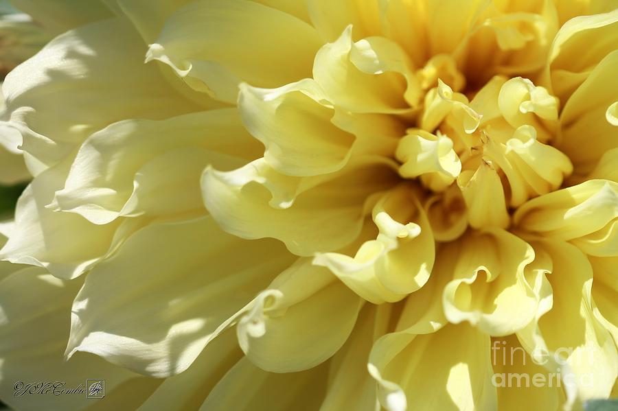 Flower Photograph - Dahlia named Kelvin Floodlight #5 by J McCombie