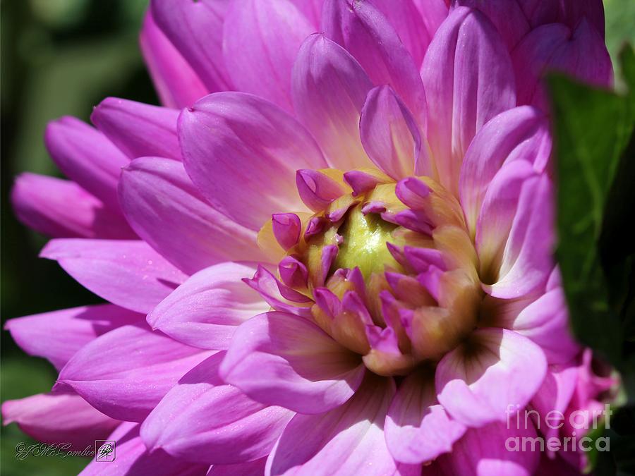 Flower Photograph - Dahlia named Lilac Time #7 by J McCombie