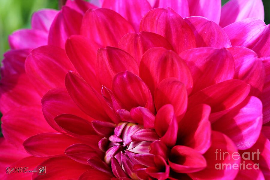 Dahlia named Nancilee #1 Photograph by J McCombie - Fine Art America