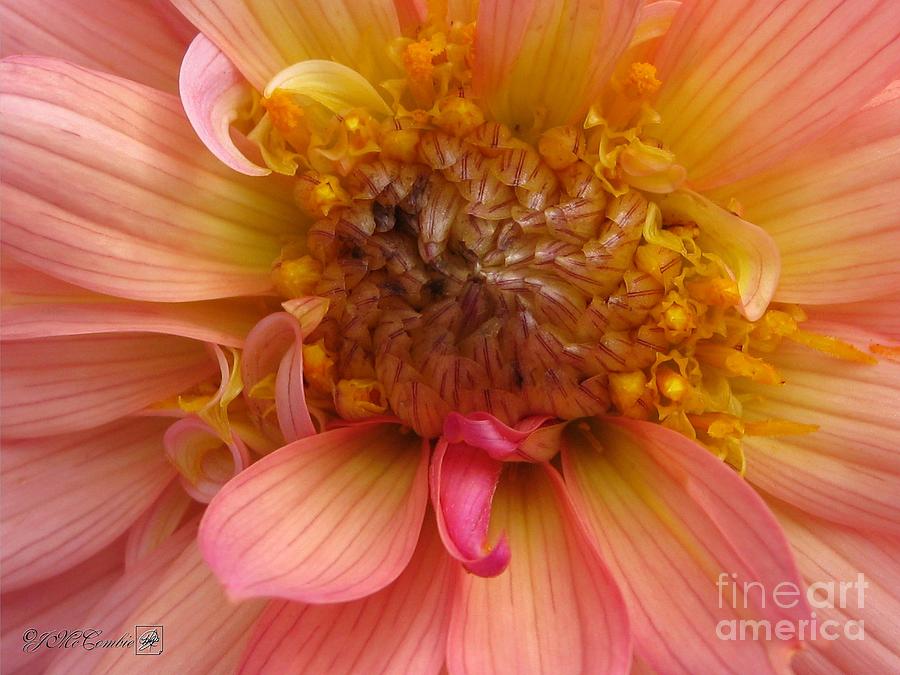 Dahlia named Preference #4 Photograph by J McCombie