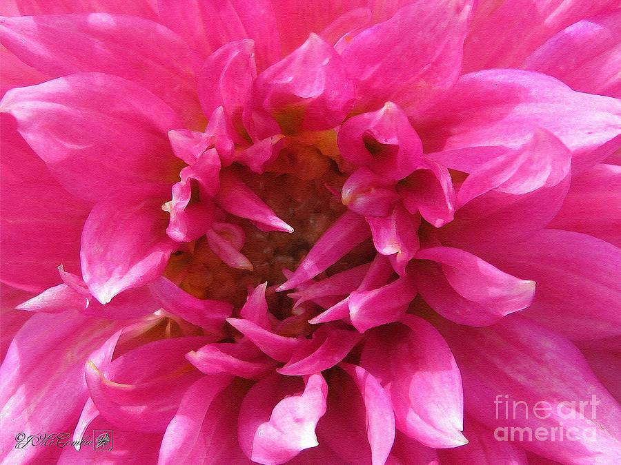 Flower Painting - Dahlia named Pretty In Pink #4 by J McCombie