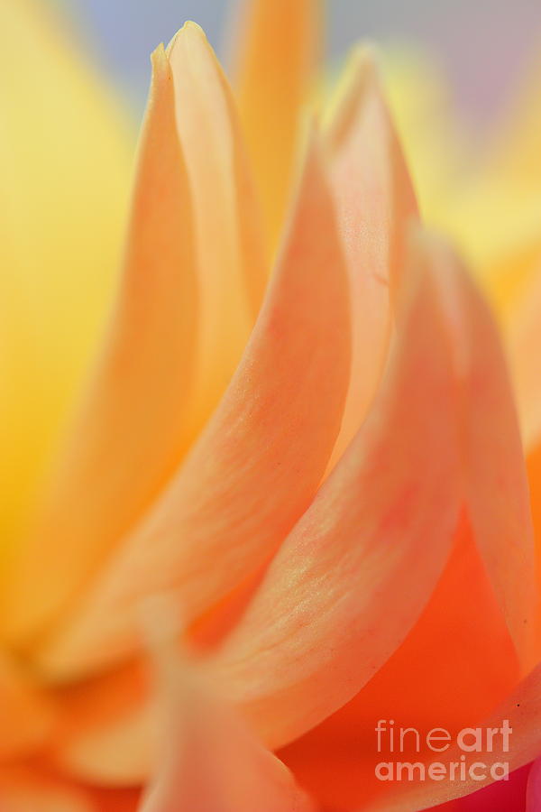 Dahlia Photograph - Dahlia by Rebeka Dove Dahlia Photograph - Dahlia by Rebeka Dove