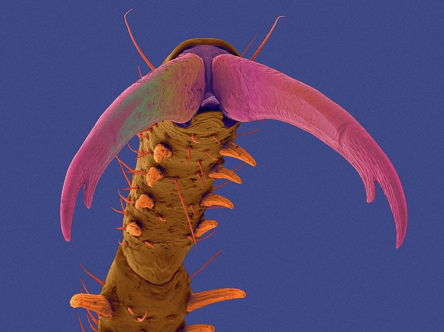 Damselfly Tarsal Claw #4 Photograph by Dennis Kunkel Microscopy/science Photo Library