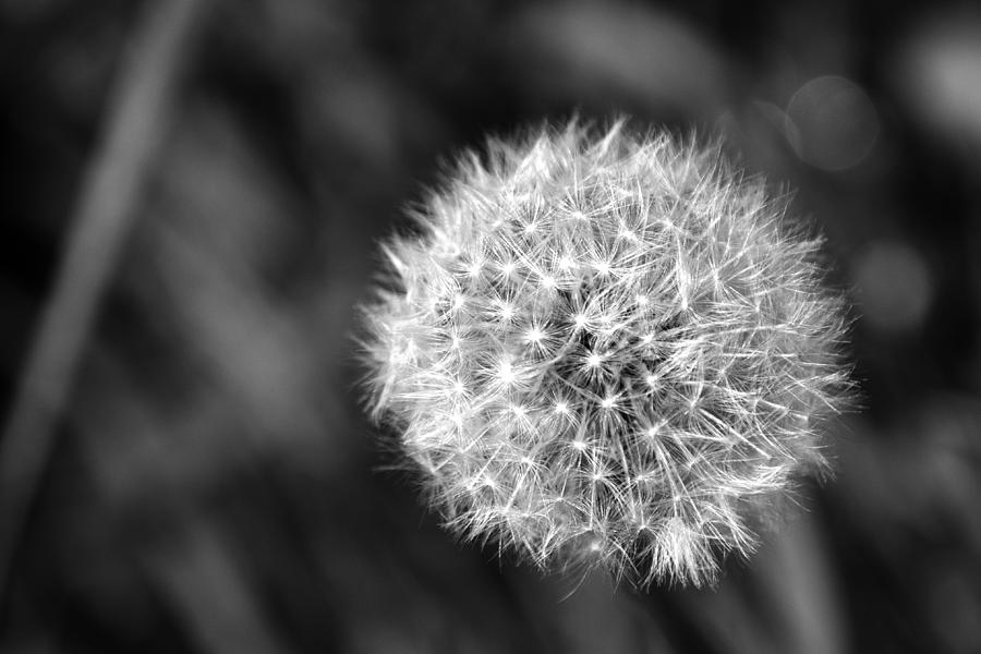 Dandelion Seed Head #4 Photograph by Chris Day