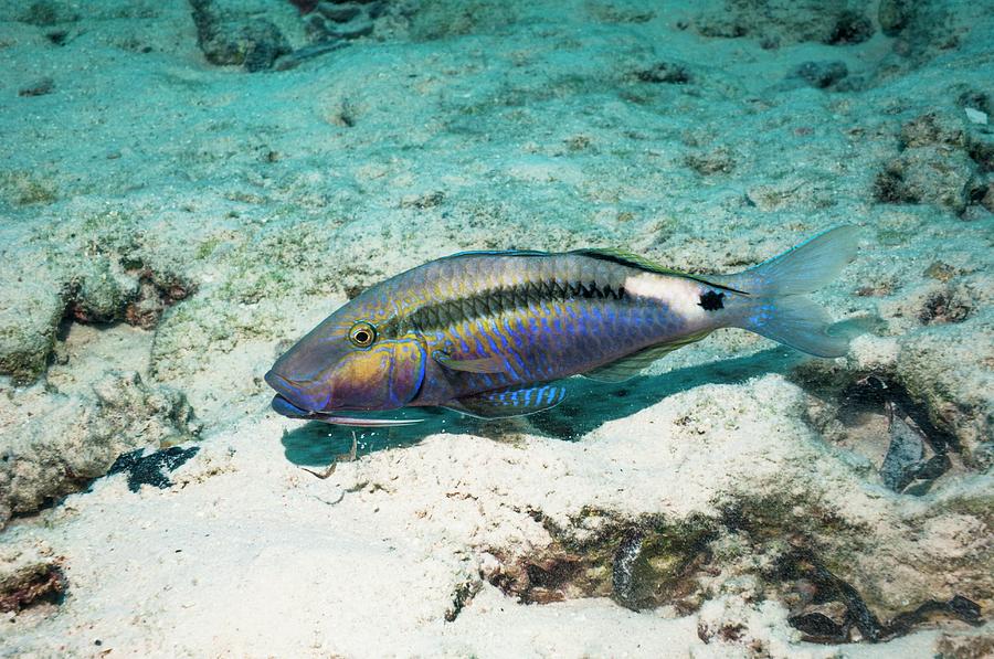 Dash-and-dot Goatfish #4 Photograph by Georgette Douwma