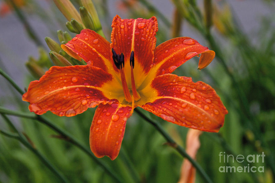 Day Lilly Photograph by William Norton