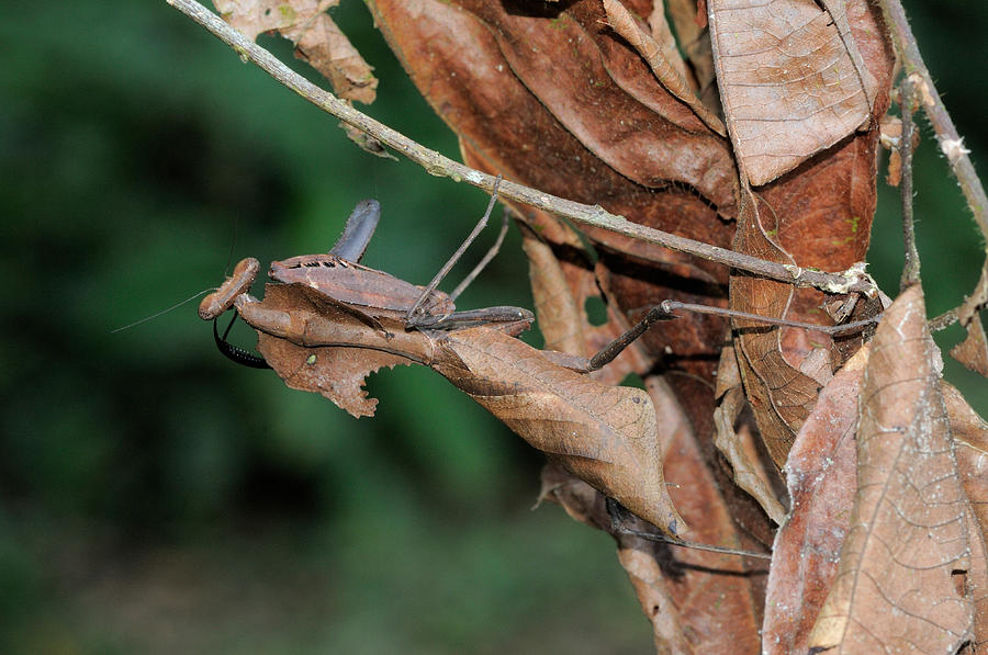 Dead Leaf Mantis, Malaysia Photograph by Fletcher and Baylis