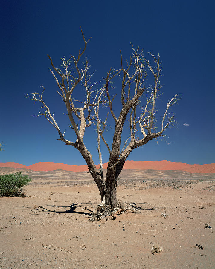 Dead Vlei Desert Pan #4 Photograph by Sinclair Stammers/science Photo Library