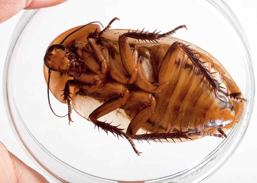 Deaths Head Cockroach #4 Photograph by Pascal Goetgheluck/science Photo Library