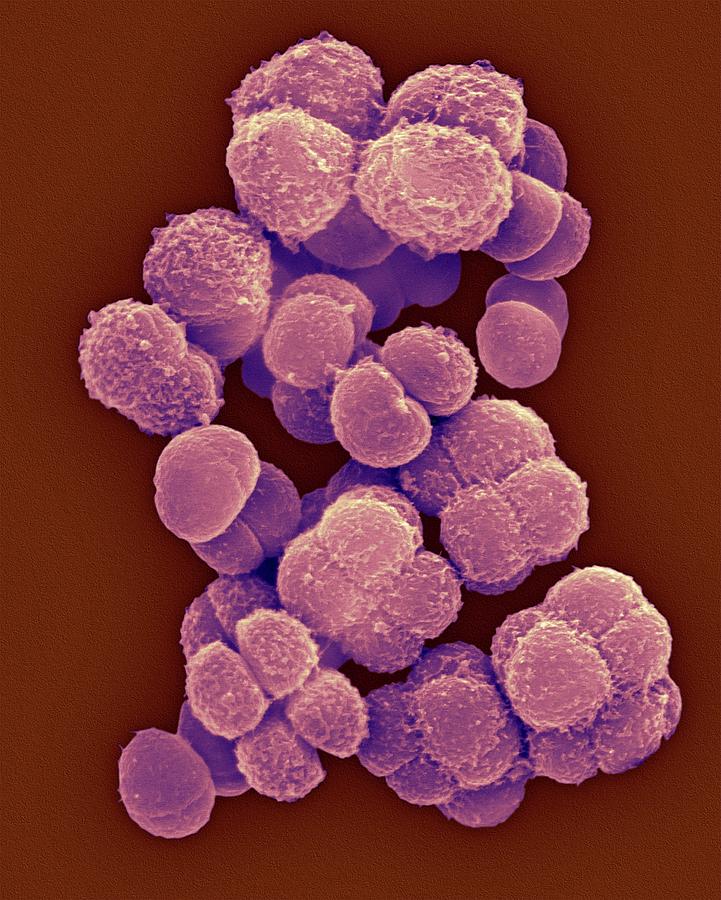 Deinococcus Sp. Coccoid Prokaryote Photograph by Dennis Kunkel ...