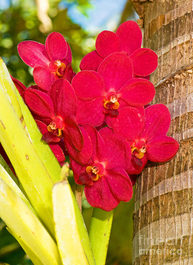 Dendrobium Orchid #4 Photograph by Millard H. Sharp