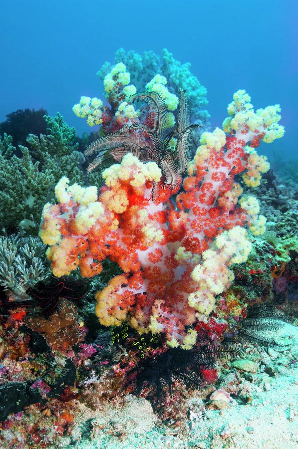 Dendronephthya Soft Coral Photograph By Georgette Douwma/science Photo ...