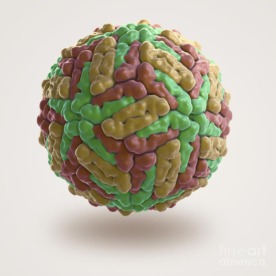 Dengue Virus #4 Photograph by Science Picture Co
