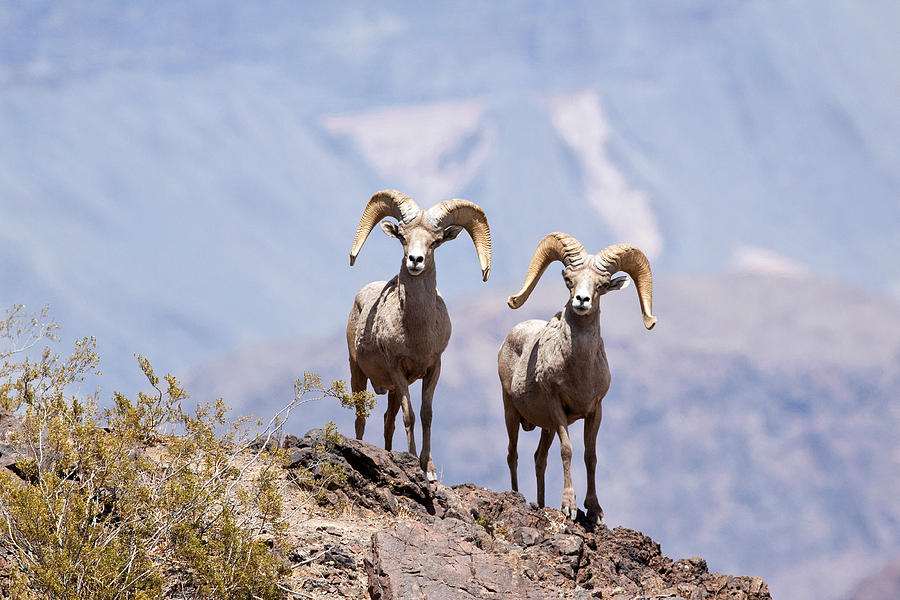Desert Bighorn Sheep Rams #4 Photograph by Craig K. Lorenz