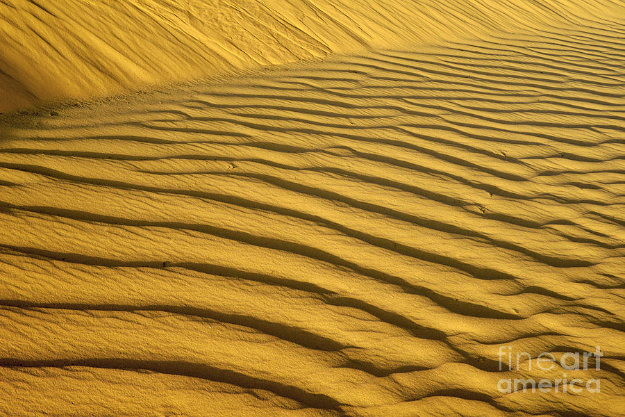 Desert Sand Dune #4 Photograph by Ezra Zahor