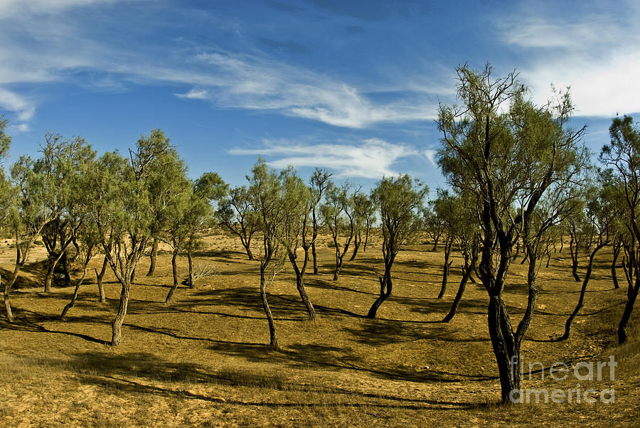 Desert Tamarix trees #4 Photograph by Dan Yeger