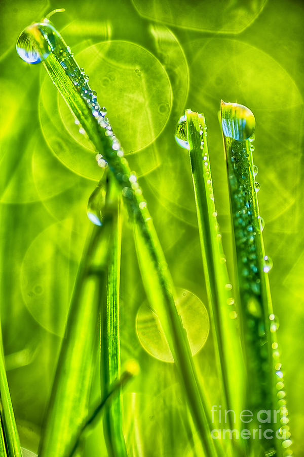 Dew on Grass #4 Photograph by Thomas R Fletcher