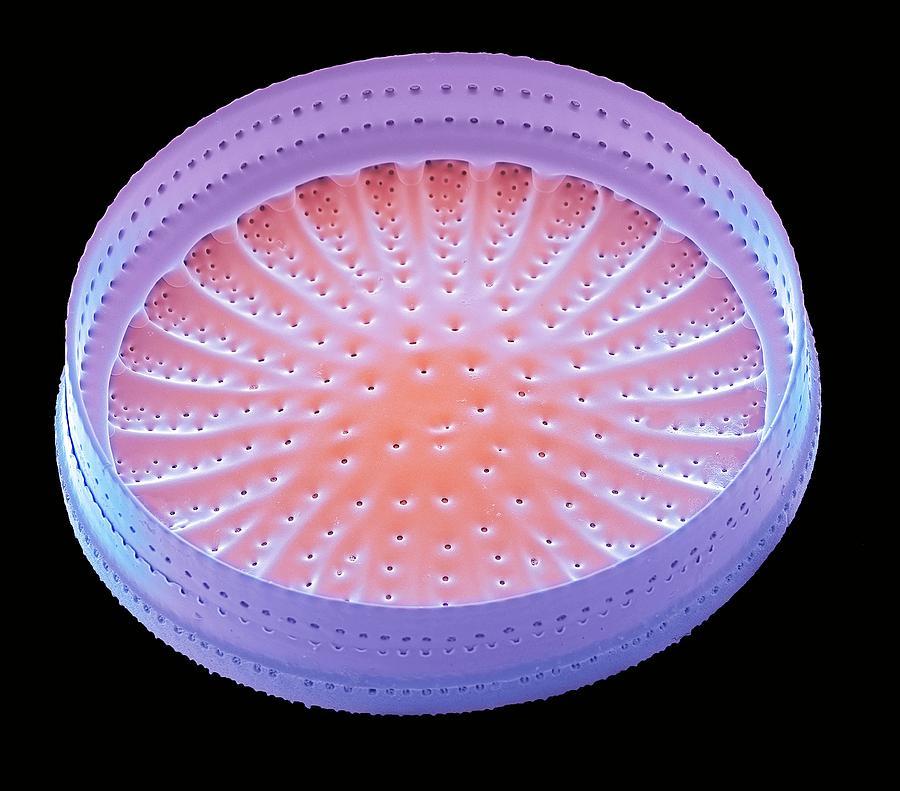 Diatom #4 Photograph by Steve Gschmeissner/science Photo Library