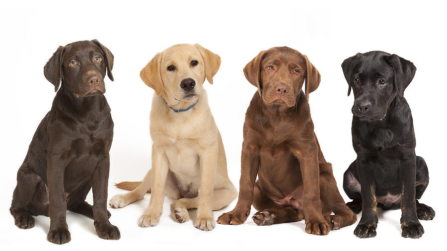 4 different colored Labrador puppys! Photograph by @Hans Surfer