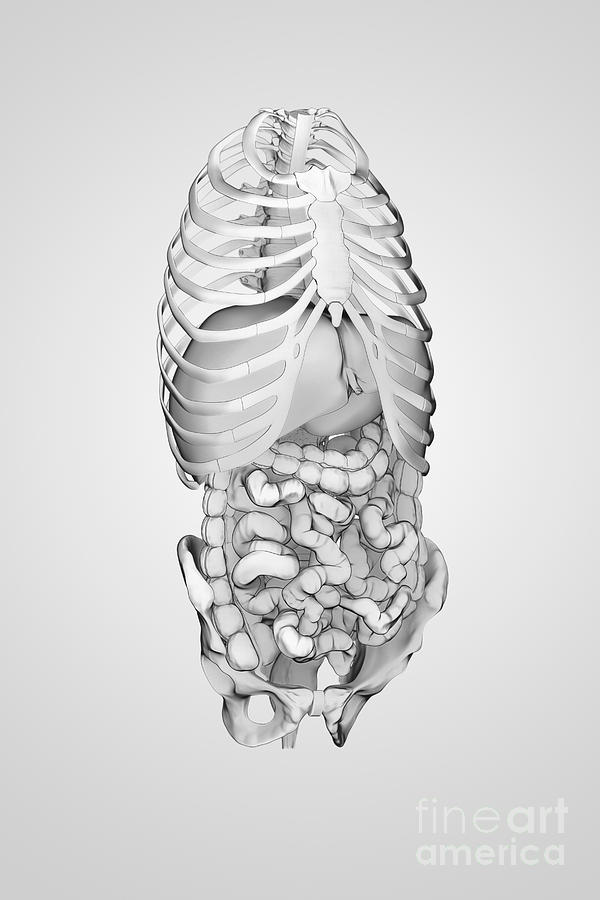 Digestive System And Bones #4 Photograph by Science Picture Co