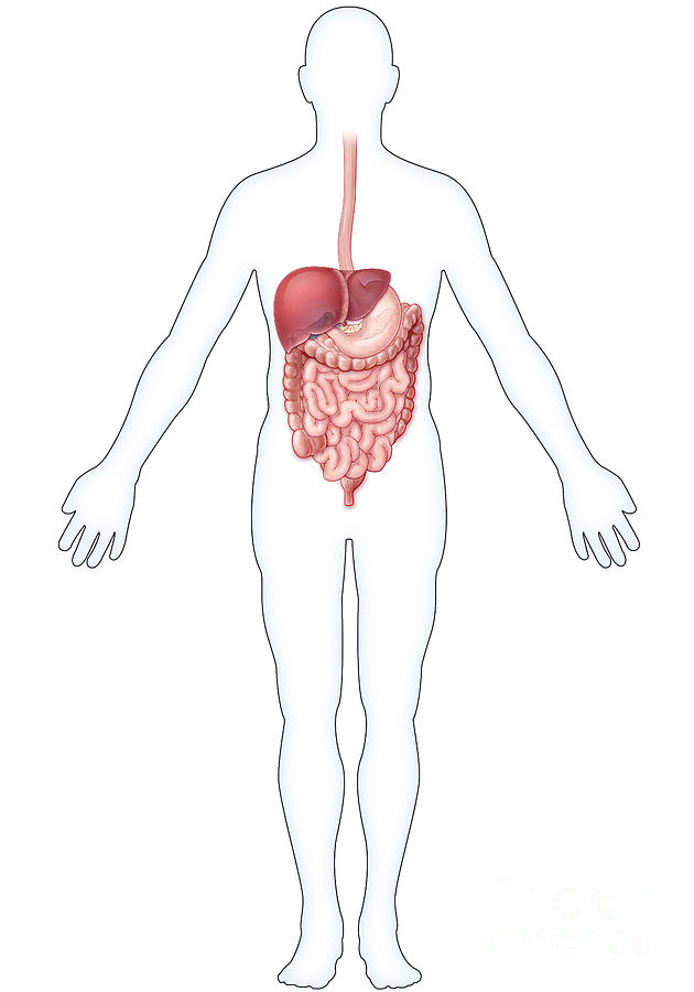Digestive System, Illustration #4 Photograph by Evan Oto