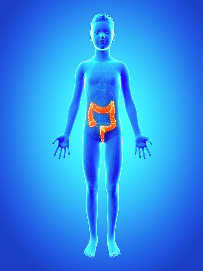 Digestive System Of A Boy Photograph By Sebastian Kaulitzki Fine Art America