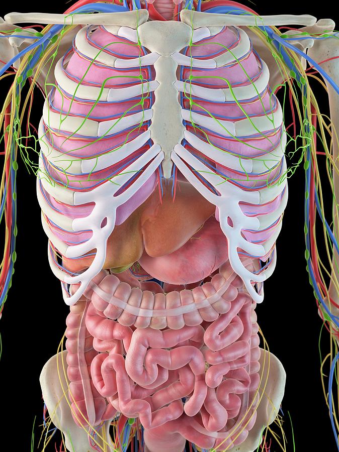 Digestive System Photograph by Sciepro - Fine Art America