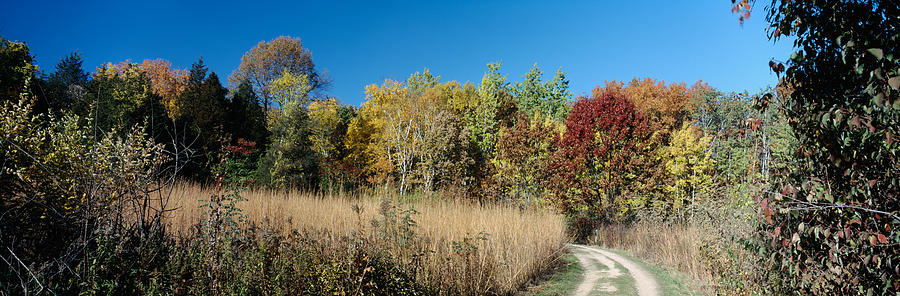 Madison Photograph - Dirt Road Passing Through A Forest #4 by Panoramic Images