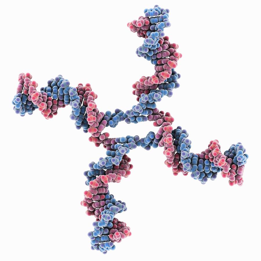 Holliday Junction Photograph - DNA Holliday junction, molecular model #4 by Science Photo Library