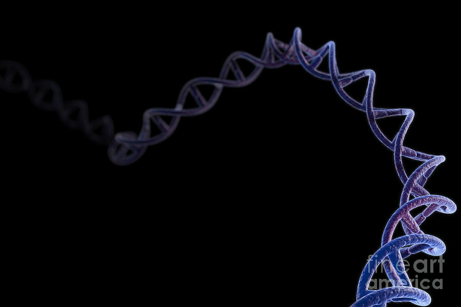 Dna #4 Photograph by Science Picture Co