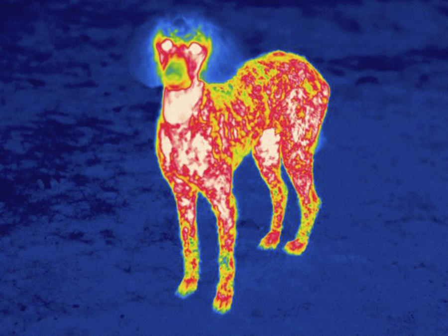Dog, Thermogram #4 Photograph by Science Stock Photography