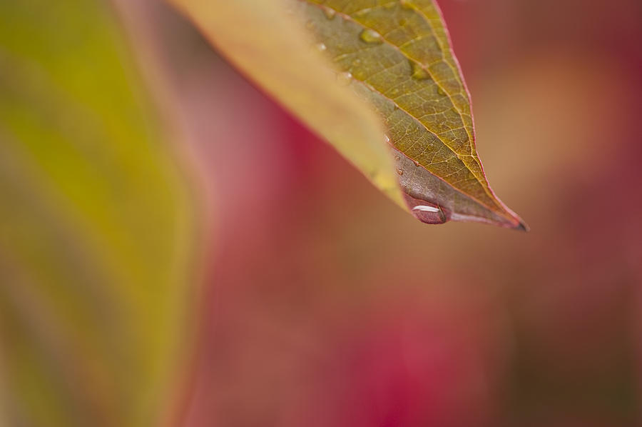 Dogwood leaf with dew drops #4 Photograph by Jim Corwin