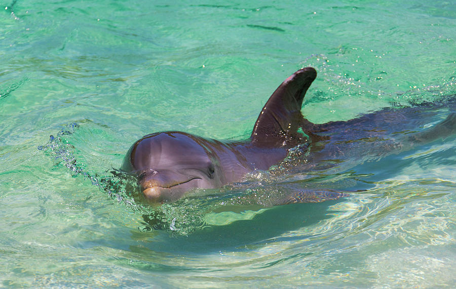 Wildlife Photograph - Dolphin In The Ocean, Roatan Island #4 by Keren Su