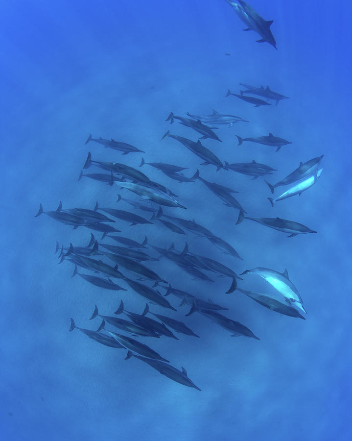 Dolphins Swimming In Pacific Ocean #4 Photograph by Panoramic Images