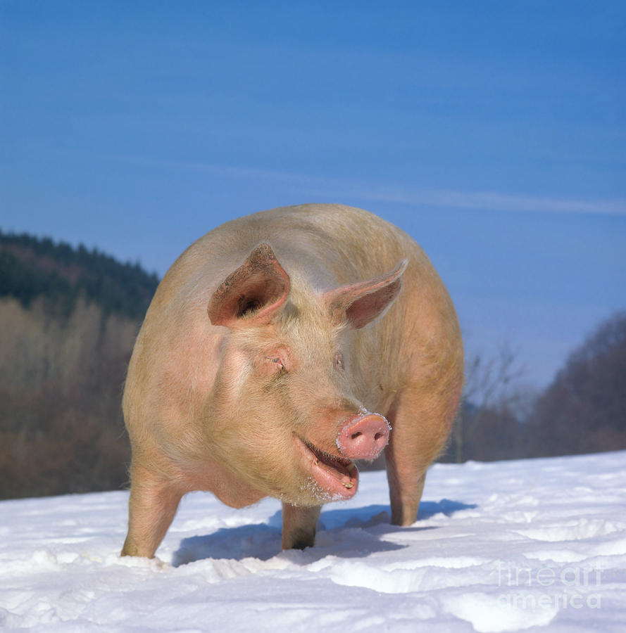 Pig Photograph - Domestic Pig #7 by Hans Reinhard