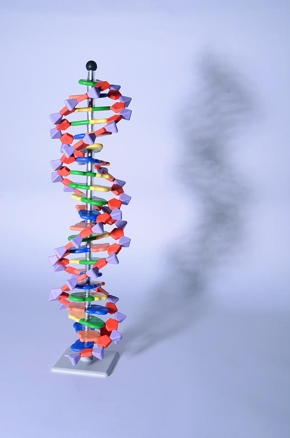 Double Helix Dna Molecular Model #4 Photograph by Science Source