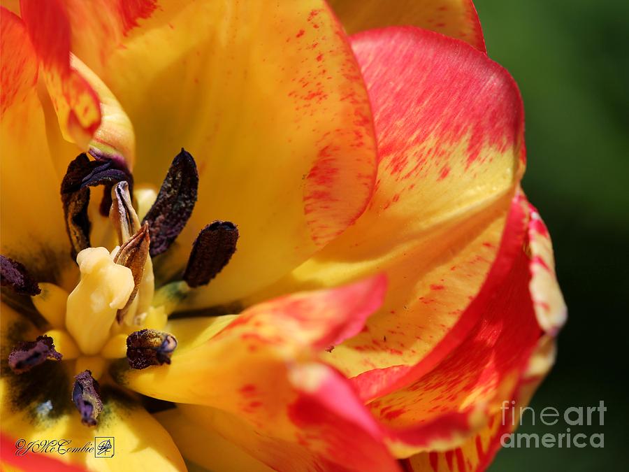 Tulip Photograph - Double Late Tulip named Sundowner #4 by J McCombie