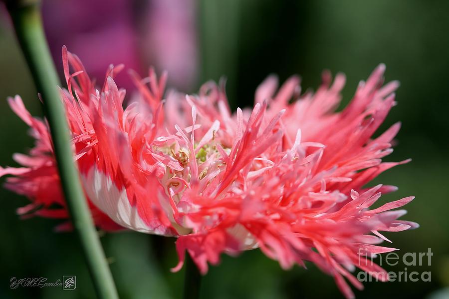 Double Poppy Named Pink Fizz Photograph By J Mccombie