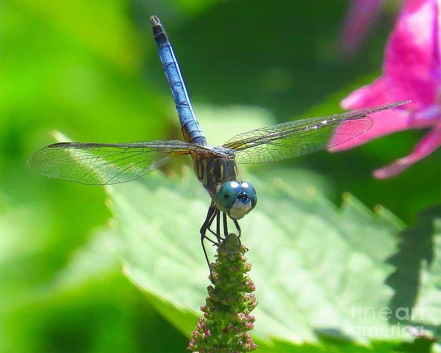 Dragonfly - Blue Dasher #4 Photograph by Scott Cameron