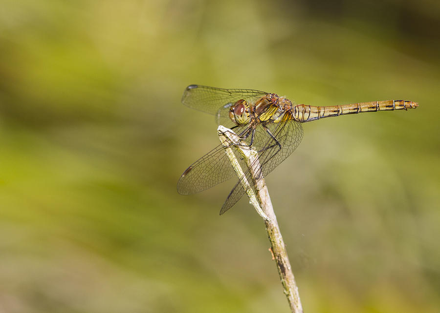 Nature Photograph - Dragonfly #4 by Chris Smith
