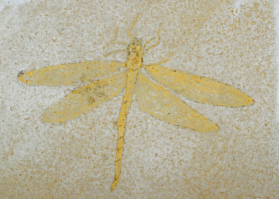 Dragonfly Fossil #4 Photograph by Millard H. Sharp