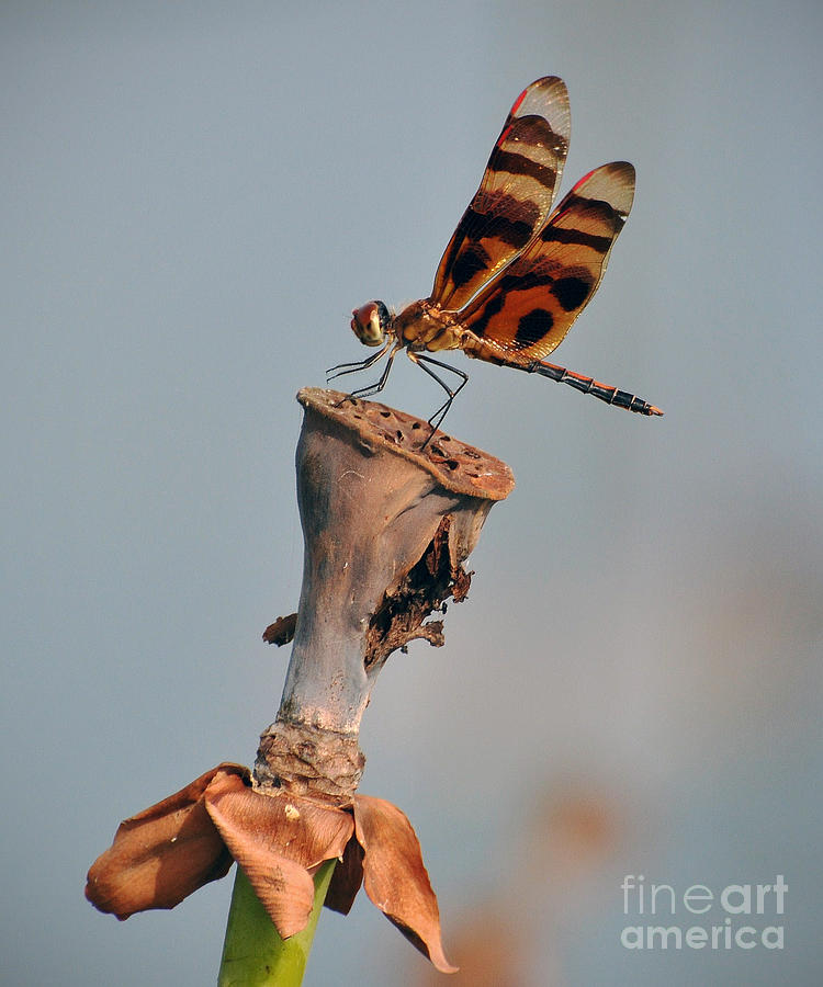 Dragonfly #3 Photograph by Savannah Gibbs