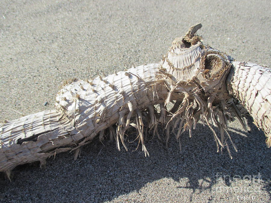 Driftwood on the beach #4 Photograph by Chani Demuijlder