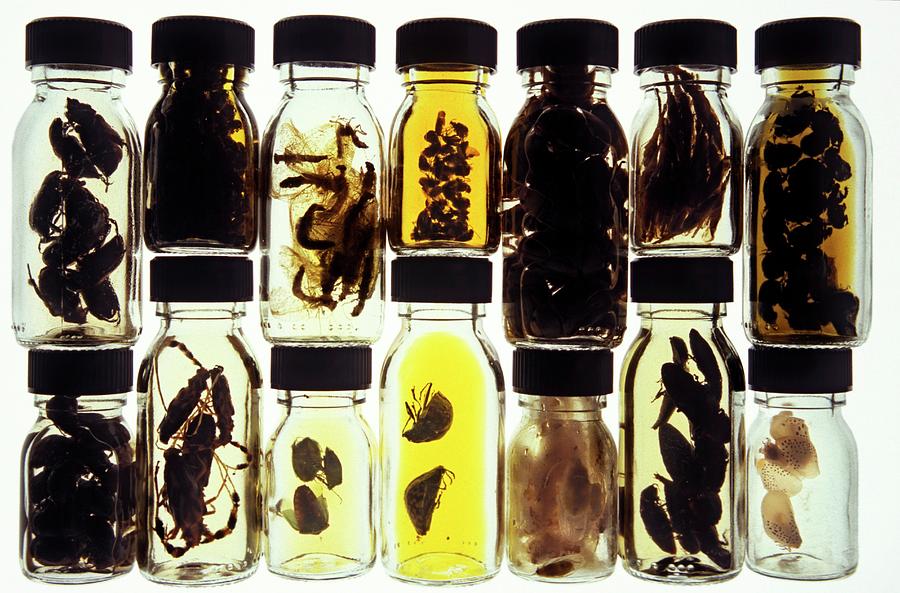 Drug Research Using Insects Photograph by Patrick Landmann/science Photo Library