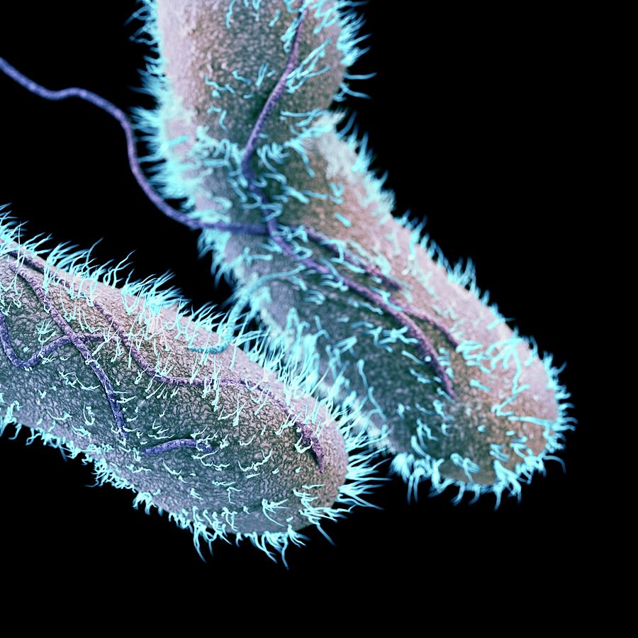 Drug-resistant Salmonella Bacteria #4 Photograph by Cdc/ Melissa Brower
